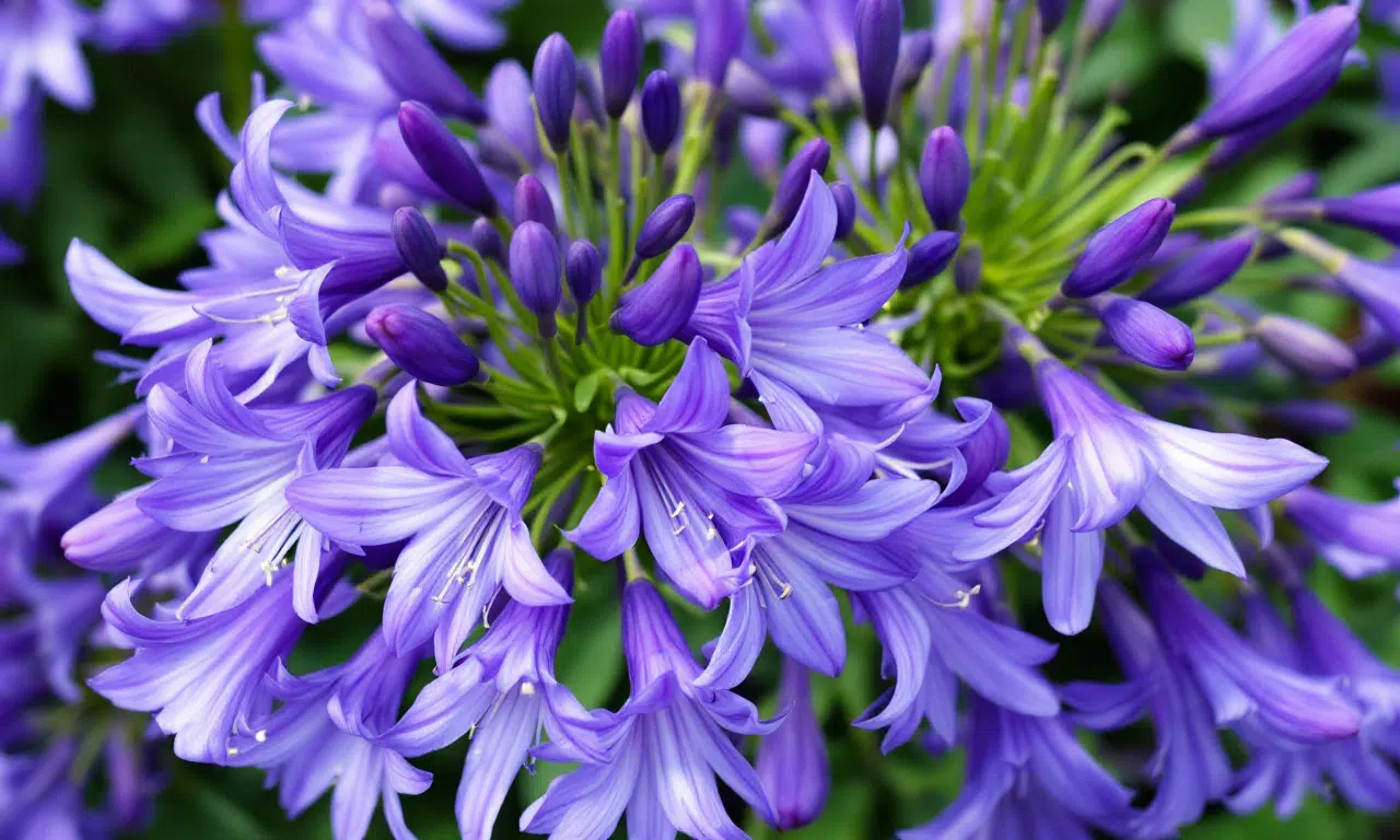 Waarom je je Agapanthus niet meer hoeft te snoeien: De magie van zelfzaaiing!
